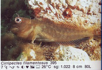 Cirripectes filamentosus